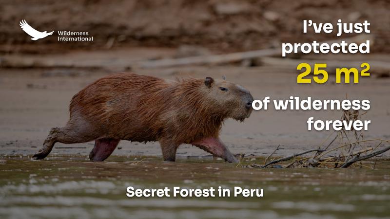 I&rsquo;ve just protected 25 m² of wilderness forever: Secret Forest in Peru (Wilderness International)